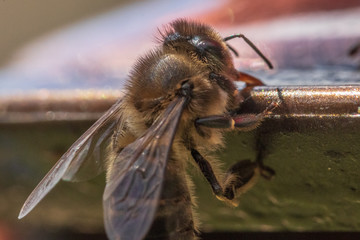 bee