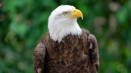 Foto op Plexiglas American Flag Bald Eagle © Marco