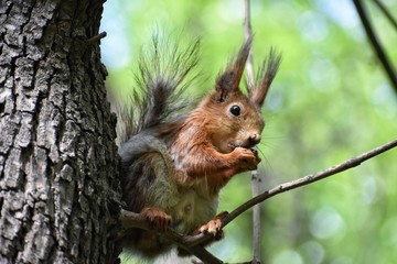 Naklejka na ściany i meble A squirrel eating a nut