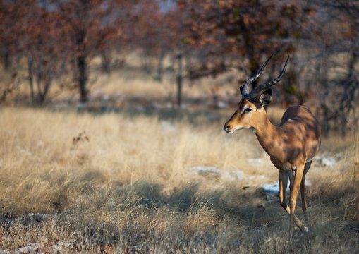 Springbock, Etosha, Namibia
