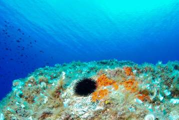 Sea urchin in blue sea, Mediterranean. Cap de Creus