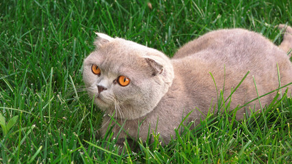 Funny persian gray cat with orange eyes on the green grass