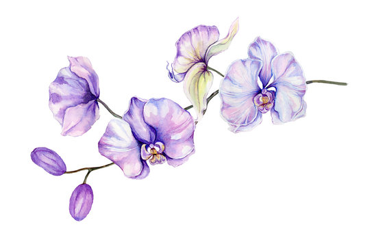 Beautiful orchid flowers on white background. Flowers isolated on white background. Watercolor painting. Hand painted botanical illustration.