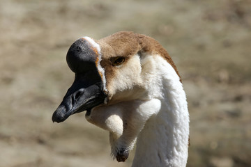 Porträt einer Höckergans, Anser cygnoides