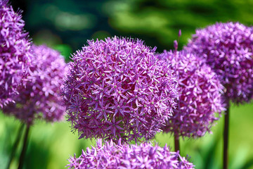 Beautiful, colorful flowers and plants in the Botanical Garden in Wroclaw, Poland.