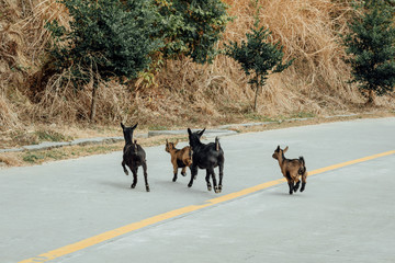 Goats on the mountain road
