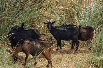 Goats on the mountain road