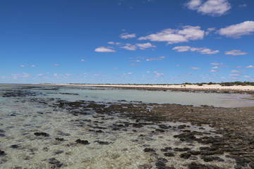 Hamelin Pool Marine Nature Reserve at Shark Bay., Western Australia