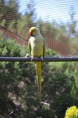 A Yellow-naped Parrot, Amazona auropalliata