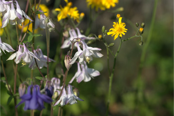 Akelei Weiss und Blau