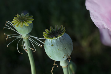 opium poppy