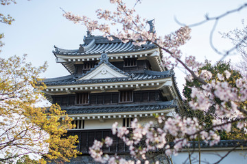 Fototapeta premium Japan castle sakura