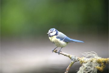 Blaumeise