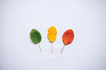 Colorful leaves on a white background in minimal style. The concept of the seasons.