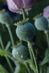 opium poppy