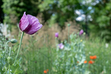 Purple poppies in a meadow of colourful wild flowers, outside Eastcote House Gardens, Pinner, Middlesex, UK