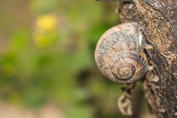 Large snail crayfish on a wooden background in spring crawling for design	