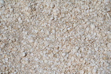 Cockle shells from Shell Beach in the Shark Bay region, Western Australia