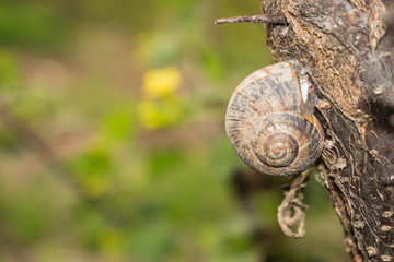 Large snail crayfish on a wooden background in spring crawling for design	