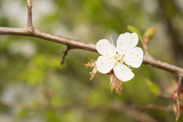 cherry flower white large flowering spring tree sakura for design background