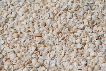 Cockle shells from Shell Beach in the Shark Bay region, Western Australia