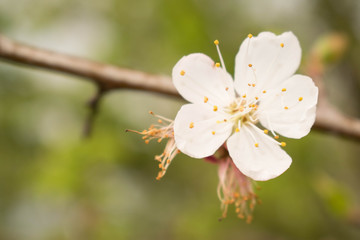 cherry flower white large flowering spring tree sakura for design background