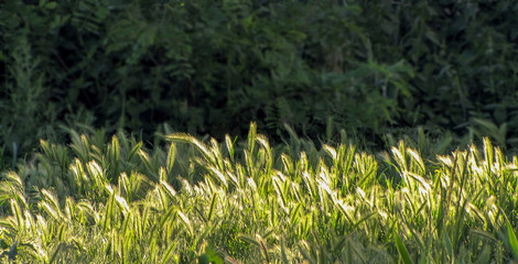       timothy grass backlight in the backlight                      