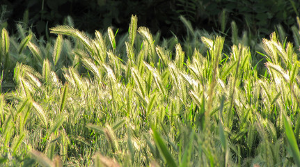       timothy grass backlight in the backlight                      