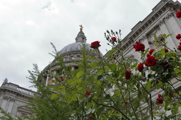 St. Paul's Cathedral whit red roses, London, UK