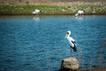 Asian openbill stork or Anastomus oscitans portrait on a rock perch in background famous padam lake of ranthambore tiger reserve, rajasthan,  india