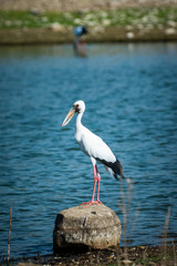 Asian openbill stork or Anastomus oscitans portrait on a rock perch in background famous padam lake of ranthambore tiger reserve, rajasthan,  india