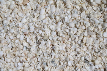 Cockle shells from Shell Beach in the Shark Bay region, Western Australia