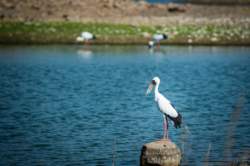 Asian openbill stork or Anastomus oscitans portrait on a rock perch in background famous padam lake of ranthambore tiger reserve, rajasthan,  india