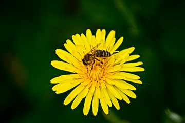 kwiat, mlecz, pszczoła © tomcio