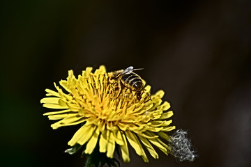 kwiat, mlecz, pszczoła © tomcio