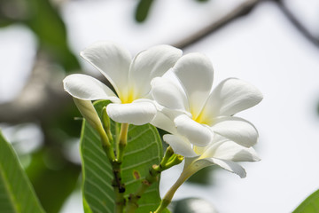 White Frangipani flowers with Blur Sky Background Lovely Flower Concept.