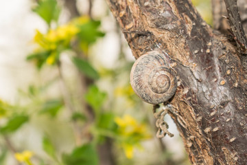 Large snail crayfish on a wooden background in spring crawling for design	