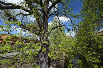 Spring impressions from the water jump (M&uuml;hlengraben) at the Victoria Shore (Viktoria-Ufer) in Old Town (Altstadt) from Berlin Spandau (since March 7, 1232 city rights) of April 6, 2017, Germany