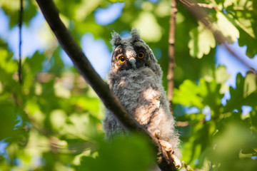 wild baby owl tree background  