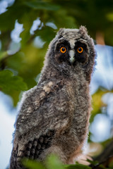 wild baby owl tree background  