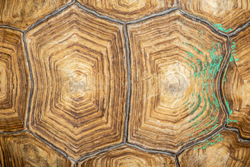 Top view turtle shell pattern and background.
