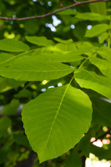 Walnut tree leaves close up