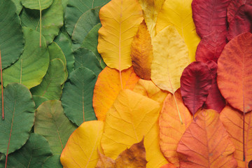 Closeup of colorful leaves. Conceptual background of the changing seasons or the aging process.