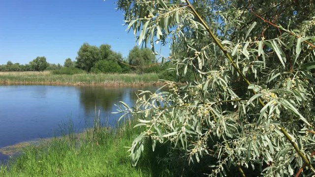 A branch of silverberry on the background of a steppe lake with reeds and trees