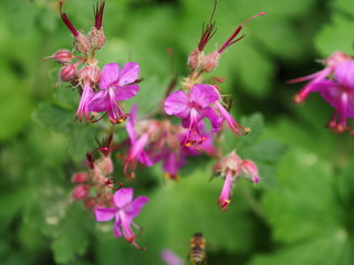 Pinke Blumen mit grünem Hintergrund.