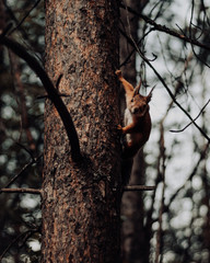 squirrel on tree