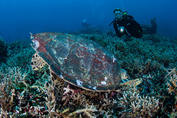 Naklejka na ściany i meble A hungry Hawksbill sea turtle, Eretmochelys imbricata, feeds on invertebrates on a reef in Komodo National Park, Indonesia. This reptile is a critically endangered species.