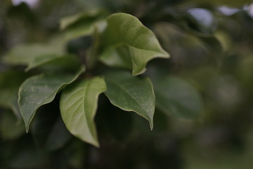 Pflanze 7