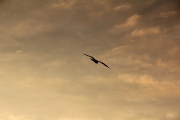 Möwe im Abendhimmel