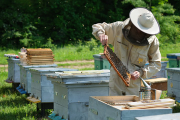 Beekeeper inspecting honeycomb frame at apiary at the summer day. Man working in apiary....